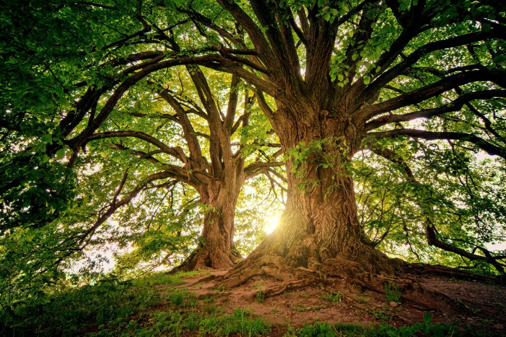 Sunlight filters through the branches of towering oak trees in a serene forest setting.